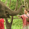 elephant_chiangmai (15)